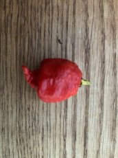 ZPETGLIBA Pepper Little Bastard 5 seeds TessGruun