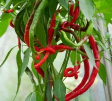 ZPETGTHMOLO Pepper Thunder Mountain Longhorn 10 seeds TessGruun