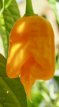 ZPETGTRSCOR Pepper Trinidad Scorpion Orange 5 seeds TessGruun