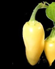 Piment Jalapeno White 5 graines