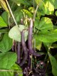 ZPETPPUQU25 Bush Bean Purple Queen Heirloom 25 seeds TessGruun
