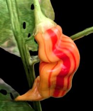 Hot Pepper Sugar Rush Stripey 5 seeds