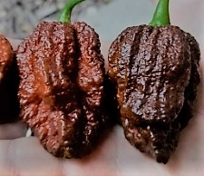 ZPETWAPSCCH Pepper Apocalypse Scorpion Chocolate 5 seeds TessGruun