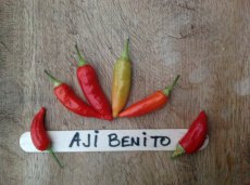 ZPETGAJBE Hot Pepper Chili  Aji Benito 5 samen TessGruun