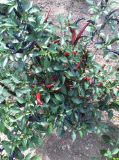 ZPETGCAVI Pepper Hot Cayenne Violet 10 seeds TessGruun