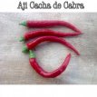 Chile Aji Cacho de Cabra 10 semillas TessGruun