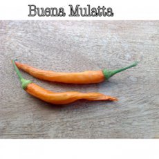 ZPETGBUMA Chile Buena Mulatta 5 semillas TessGruun