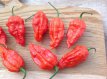 ZPPTHBJG10 Piment Bhut Jolokia Ghost Rouge 10 graines