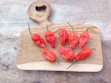 ZPPTHBJG10 Piment Bhut Jolokia Ghost Rouge 10 graines