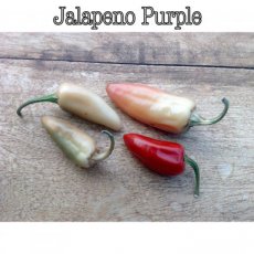 ZPPTPJAPUZ15 Chile Jalapeño Purple 10 semillas TessGruun