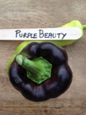 Pepper Sweet Purple Beauty ORGANIC 15 seeds TessGruun