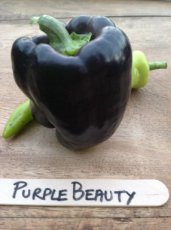 Pepper Sweet Purple Beauty 10 seeds TessGruun
