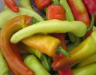 Chili Pepper Hungarian Wax Yellow Hot 15 seeds TessGruun