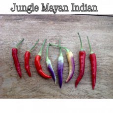 ZPETGMAJU Hot Pepper Mayan Jungle 10 seeds TessGruun