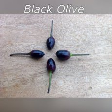Peper Black Olive 10 zaden BIO TessGruun hete peper