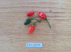 ZPETGCH Chile Chiltepin 10 semillas hete peper TessGruun
