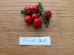 ZPETPFIBL Hot Pepper Filius Blue 5 seeds TessGruun