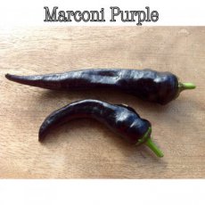 ZPTPMP15Z Sweet Pepper Marconi Purple 10 seeds TessGruun