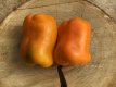 ZPTPOS7S Paprika Orange Sun Bio 10 zaden TessGruun zoete peper