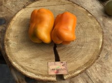 Paprika Orange Sun Bio 10 zaden TessGruun zoete peper