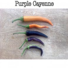 ZPTPPC15 Peper Purple Cayenne 10 zaden TessGruun hete peper