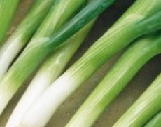 ZSTHTISHI Stengelui, Allium fistulosum Ishikura lange witte TessGruun