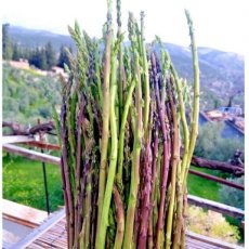 Asperge Wilde asperge Asparagus acutifolius 10 zaden TessGruun