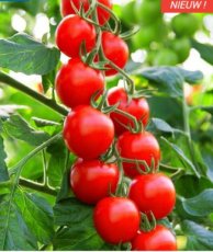 Resistente Midi San Marzano-tomaat 'Phiavita F1' Solanum lycopersicum BIO De Bolster (1962)