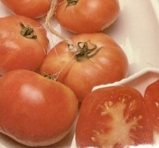 ZTOETDECOLG Tomate De Colgar 10 graines