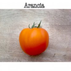 ZTOTGAR Tomaat Arancia 10 zaden TessGruun