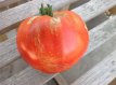 ZTOTGDO Tomate Donskoi 5 graines TessGruun