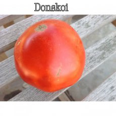 ZTOTGDO Tomate Donskoi 5 graines TessGruun