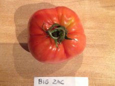 ZTOTGBIZA Tomato Big Zac 5 seeds TessGruun