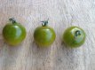 ZTOTGGRDO Tomate Green Doctors 10 semillas TessGruun