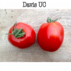 ZTOTGDAUC8225 Tomate Davis U.C. 82 10 semillas TessGruun