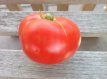 ZTOTGANRA Tomato Andrew Rahart 10 seeds TessGruun