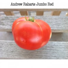 ZTOTGANRA Tomate Andrew Rahart 10 graines TessGruun