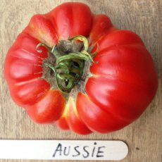 ZTOTGAUS Tomato Aussie 10 seeds TessGruun