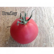 ZTOTGBR Tomate Bradley 10 semillas TessGruun