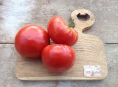 ZTOTGAKWEVI Tomate Akers' West Virginia 10 semillas TessGruun