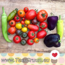 ZTOTGAM Tomate Amateur 10 semillas TessGruun
