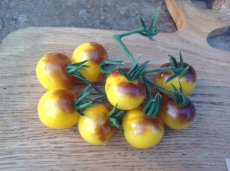 ZTOTGAMCRCH Tomato Amethyst Cream Cherry 5 seeds TessGruun