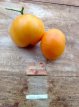 ZTOTGAMOR Tomate Amana Naranja / Amana Orange 10 semillas TessGruun