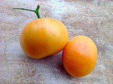 ZTOTGAMOR Tomato Amana Orange 10 seeds TessGruun
