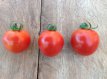 ZTOTGAMSUGE Tomate Amy's Sugar Gem 10 semillas TessGruun