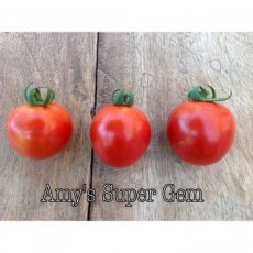 ZTOTGAMSUGE Tomate Amy's Sugar Gem 10 graines TessGruun