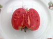 ZTOTGAN Tomate Andizhanskie 10 graines TessGruun