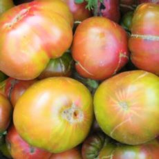 ZTOTGANANO Tomate Ananas Noire 10 semillas TessGruun