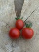ZTOTGARB Tomato Arbumiranda 10 seeds TessGruun