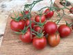 ZTOTGARB Tomate Arbumiranda 10 semillas TessGruun